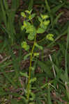 Warty spurge